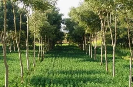 Agroforestry Image