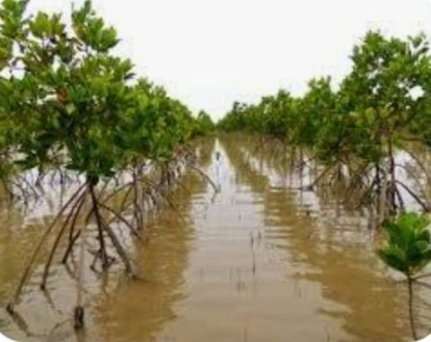 Climate-Smart-Agripreneurship-Mangroves-as-Pakistan’s-Green-Asset